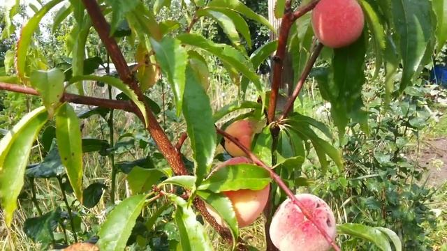 персик в Беларуси созревание смотреть онлайн