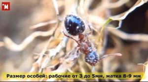 Кто такой Мераноплюс двуцветный. Муравей  Meranoplus bicolor