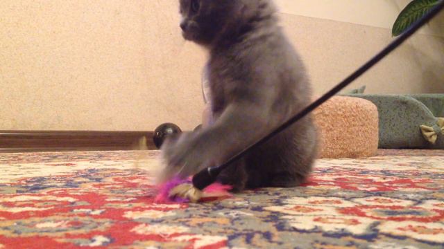 Шотландский вислоухий котенок смотреть онлайн