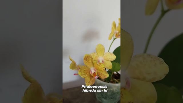 Orquídea Phalaenopsis no ID in Santa Cruz Bolivia 🇧🇴