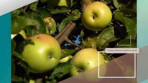 Яблоня Россиянка - обзор сорта яблони