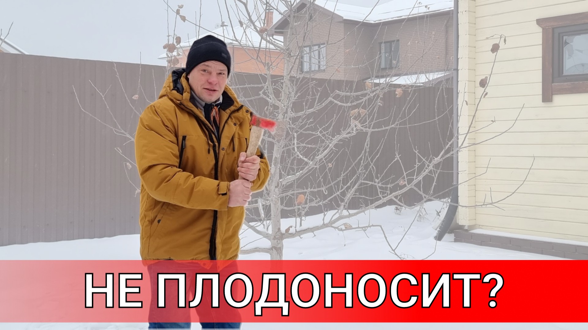 яблоня не плодоносит? что делать? срубить или оставить или забить гвоздь в ствол?