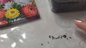 ВЫРАЩИВАЮ СУХОЦВЕТЫ ГЕЛИХРИЗУМ ИЗ СЕМЯН