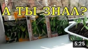 Эти ОГУРЦЫ я буду cажать в 2020!???