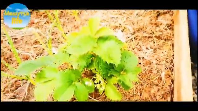КЛУБНИКА, МУЛЬЧА, И КОЕ-ЧТО ЕЩЁ! КАК ВЫРАСТИТЬ ХОРОШУЮ КЛУБНИКУ!