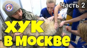 Хук в Москве (часть 2) Помощь Животным