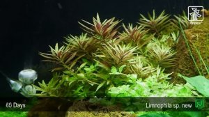 Limnophila hippuridoides