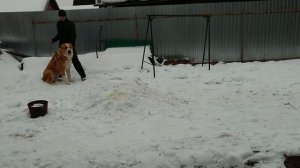 Алабай Бай первое занятие на охрану