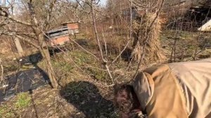 Правильное формирование кроны молодого плодового дерева.