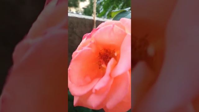 Nature |  Flower Videography | Orange Colour Rose Flower #beauty#nature#videography#beautifl#flower
