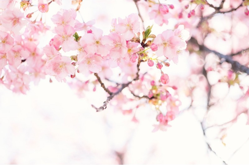 ГМО_муз.руководителей