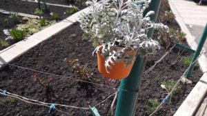 Тюльпаны в моем саду  Цветущая клумба с тюльпанами и нарциссами