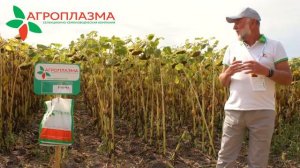 Премиум гибрид подсолнечника по системе Clearfield ® НОРМА