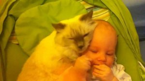 Заботливая кошка рэгдолл ухаживает за ребенком  (Ragdoll Cat)