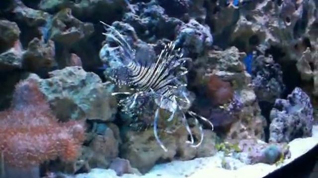 Крылатка Pterois volitans смотреть онлайн