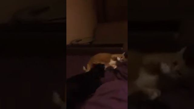 Цвергпинчер против кота