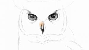 Как нарисовать сову карандашом поэтапно. Туториал по рисованию