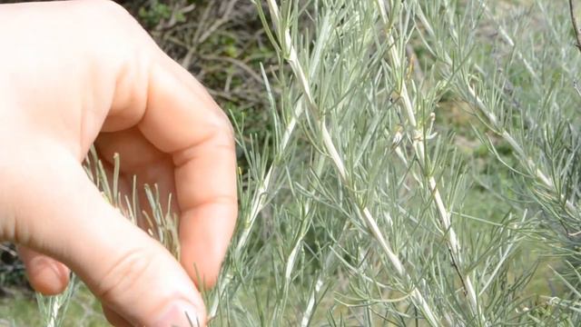 Welcome to the (plant) family! смотреть онлайн