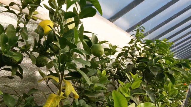 Чому жовтіє листя у лимонів?🍂🤔 смотреть онлайн