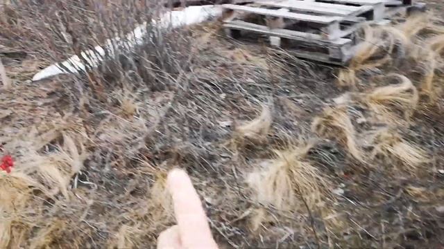 Калина красная ? и другие кустарники ? кушаем весной ? смотреть онлайн