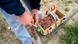 Прививка Абрикоса Черенком. (Италия).