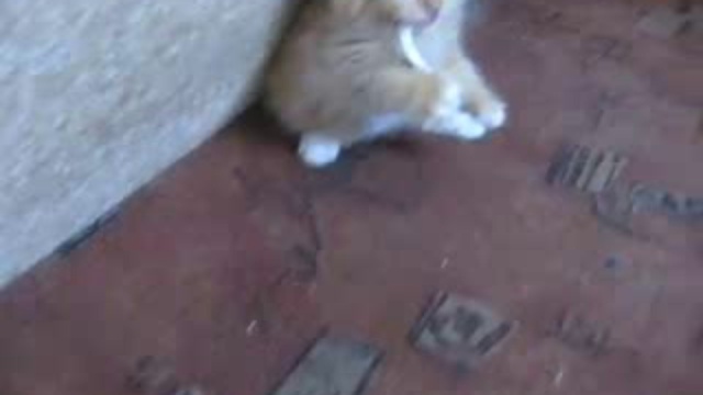 Как отучить курить кота? смотреть онлайн