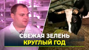 На ферме применяют новый метод кормления коров