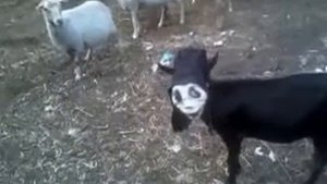 Эксперимент. Что будет если одеть маску крика на козла..