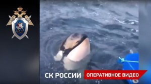 Белухи и косатки