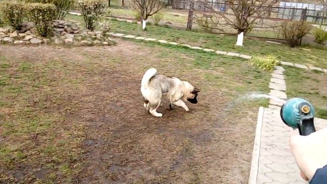 Акиты и полив газона, точнее остатков газона))) смотреть онлайн