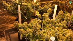 GrowDom. Auto fem. Indoor.