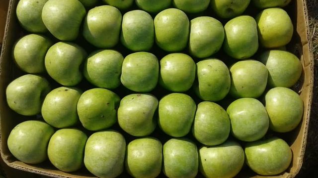 Уход за яблонями смотреть онлайн