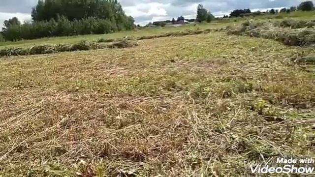 Романовки в июле. Заготовка сена для овец.