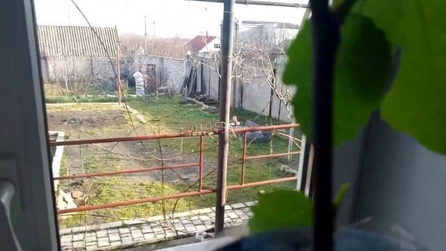 РАЗМНОЖЕНИЕ ИНЖИРА ЧЕРЕНКАМИ.Vselennaya Uvlecheniy