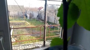 РАЗМНОЖЕНИЕ ИНЖИРА ЧЕРЕНКАМИ.Vselennaya uvlecheniy