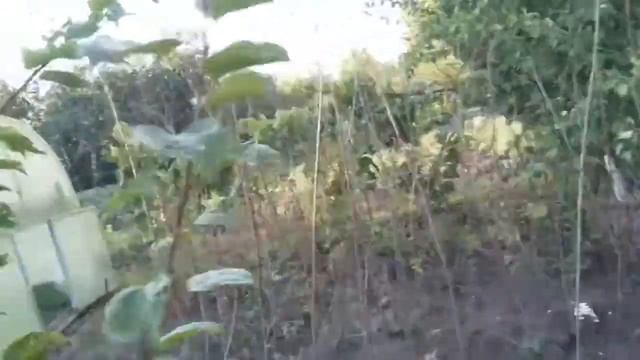 Плодоношение многосортовых деревьев абрикоса. смотреть онлайн