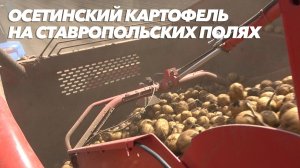 Осетинский картофель на ставропольских полях