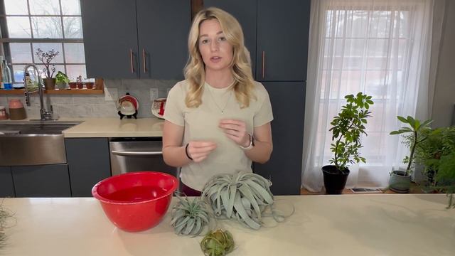 How to Water and Care for the Tillandsia Xerographica смотреть онлайн