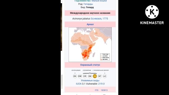 Сколько живёт гепард, и какая у него скорость? •| Уход и содержание |• ^О гепарде^