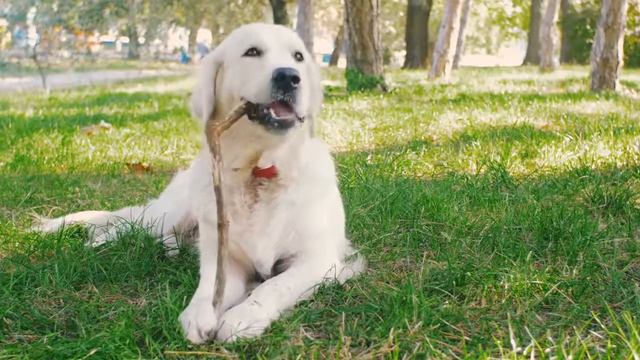 Collection of Cute Funny and Smart Pets №70 смотреть онлайн