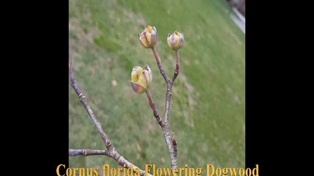 Cornus florida Flowering Dogwood смотреть онлайн