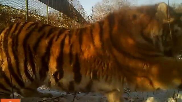 Тигр и коробка