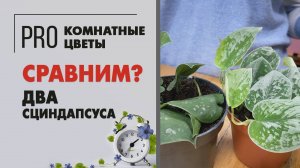 Сциндапсус Аргиреус и сциндапсус Сильвер анна. Сравниваем два сорта растения.