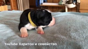 Щенки среднеазиатской овчарки с ушками и хвостиками.