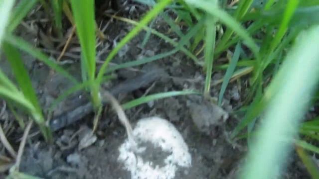 Грибы с весны до осени. Шампиньоны (Agaricus). Где растут шампиньоны. Май 2017 смотреть онлайн