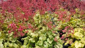 Best Perennials - Heuchera 'Circus' (Coral Bells)