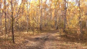 Осень. Бугринская роща (08.10.2019) Новосибирск