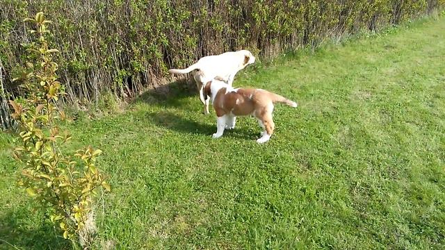 Dona od Strážců Hor 11 weeks puppy st. Bernard смотреть онлайн