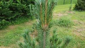 Vanderwolf Pyramid (Limber) pine, and Virginia pine growing in Tennessee.