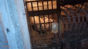 Прикупил БМВД финиш Пурина 20071 для свиней. Предстарт маленьким поросятам 22002.Посылка на Березан